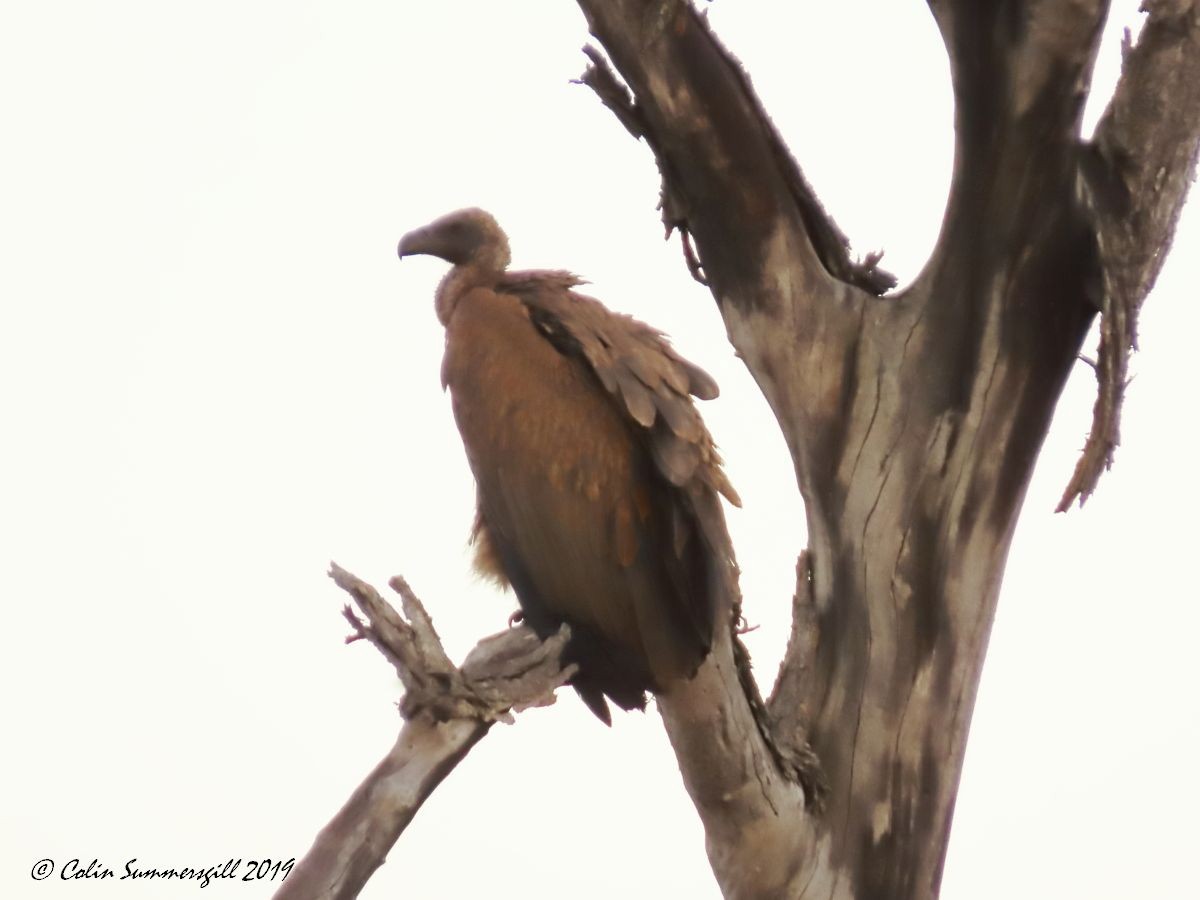 White-backed Vulture - ML623867789