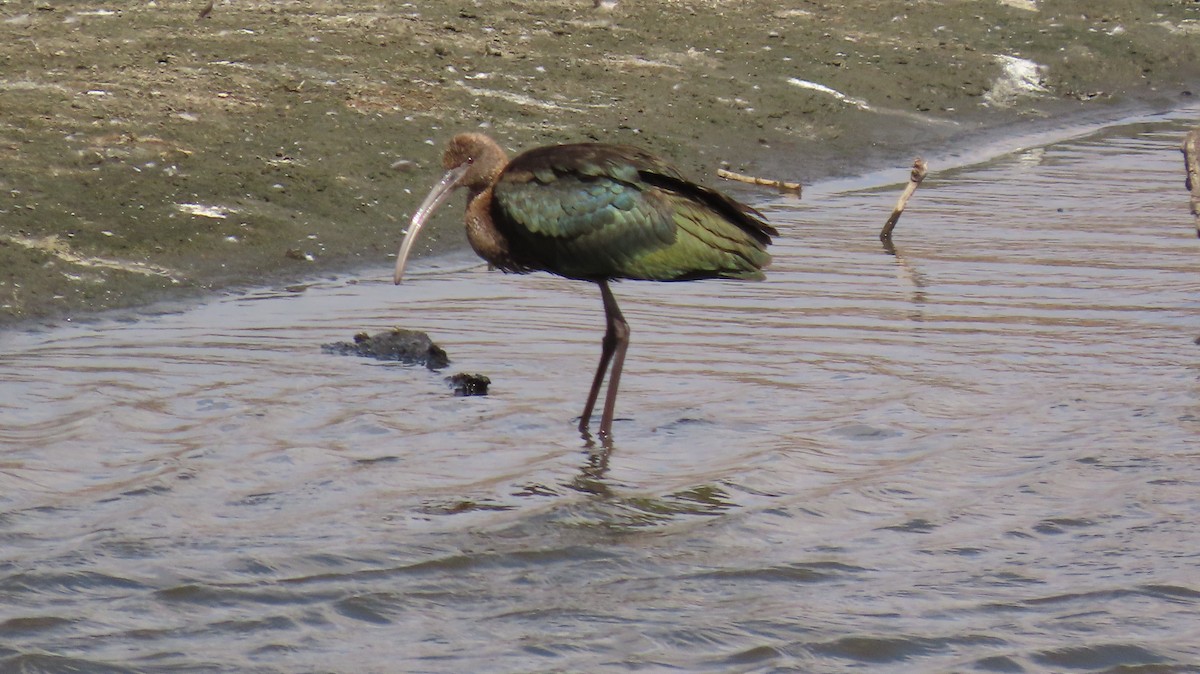 White-faced Ibis - ML623867793