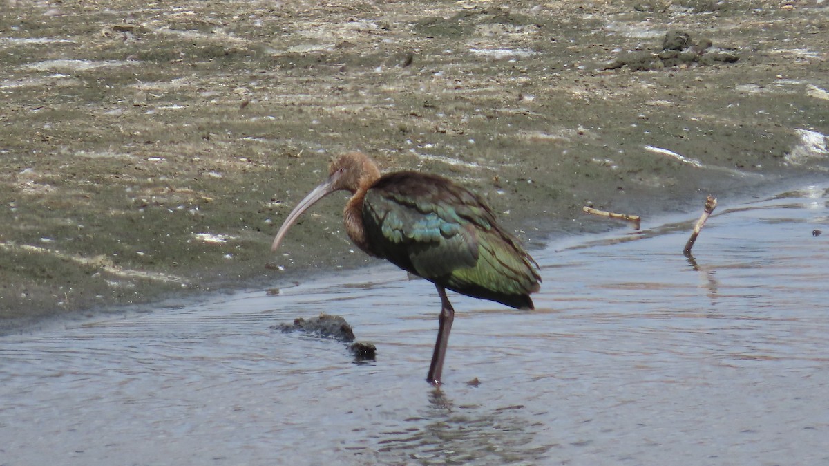 White-faced Ibis - Petra Clayton