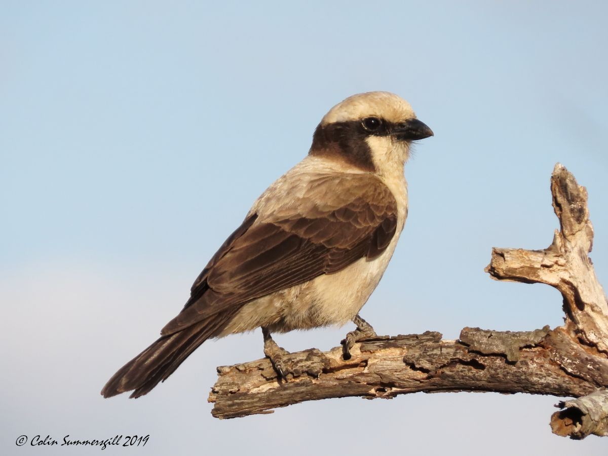 White-crowned Shrike - ML623867807