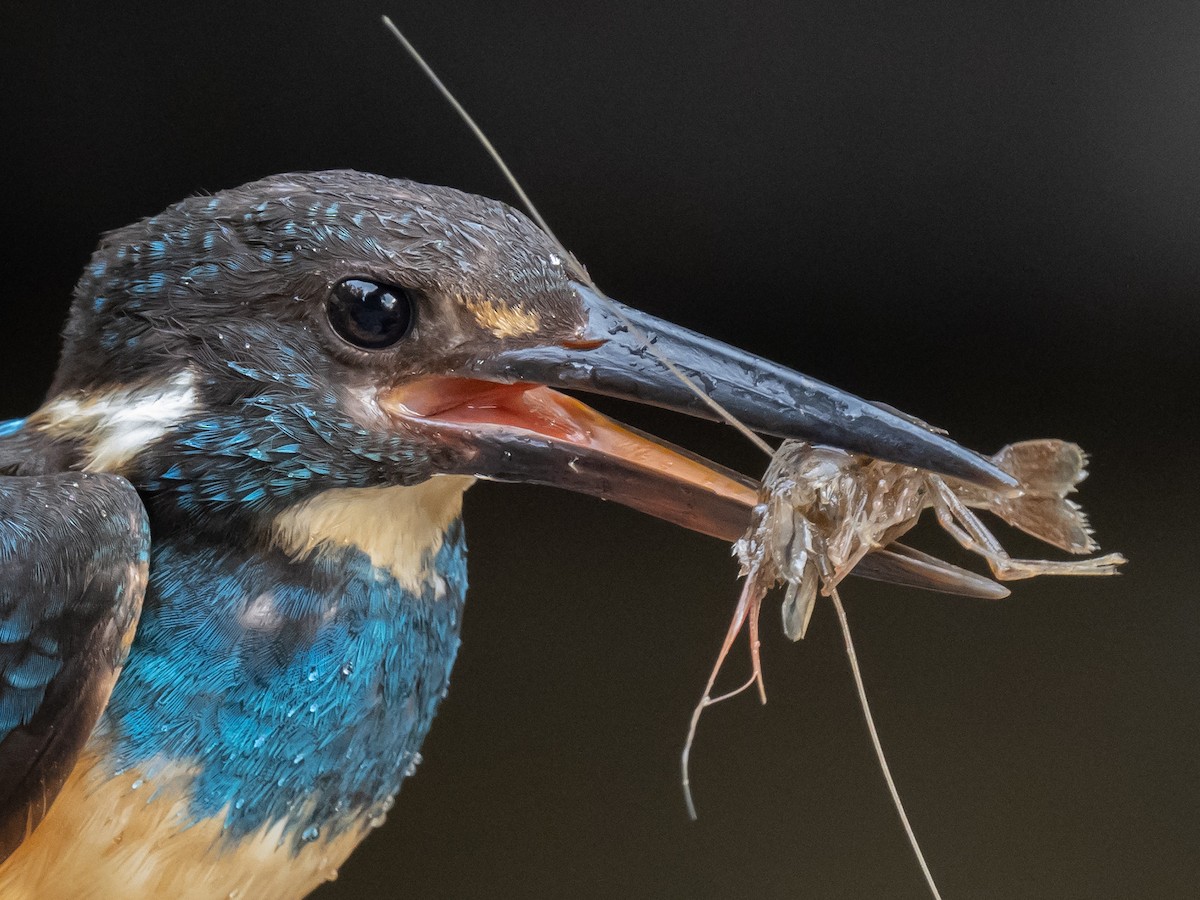 Javan Blue-banded Kingfisher - ML623867812