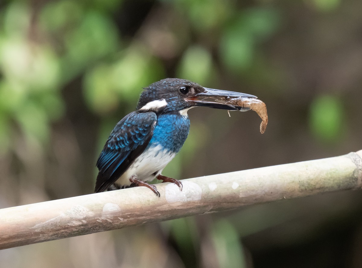 Javan Blue-banded Kingfisher - ML623867813