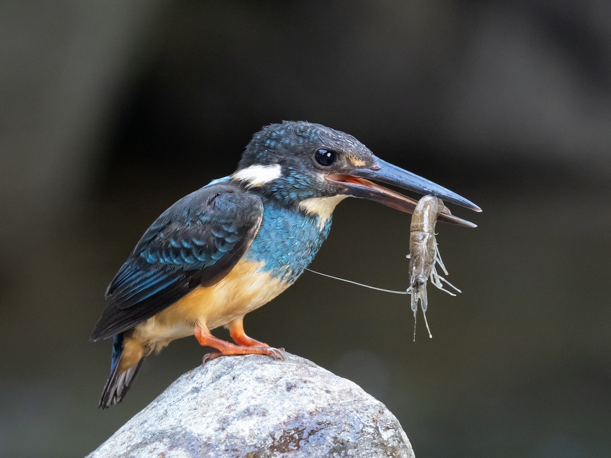 Javan Blue-banded Kingfisher - ML623867814