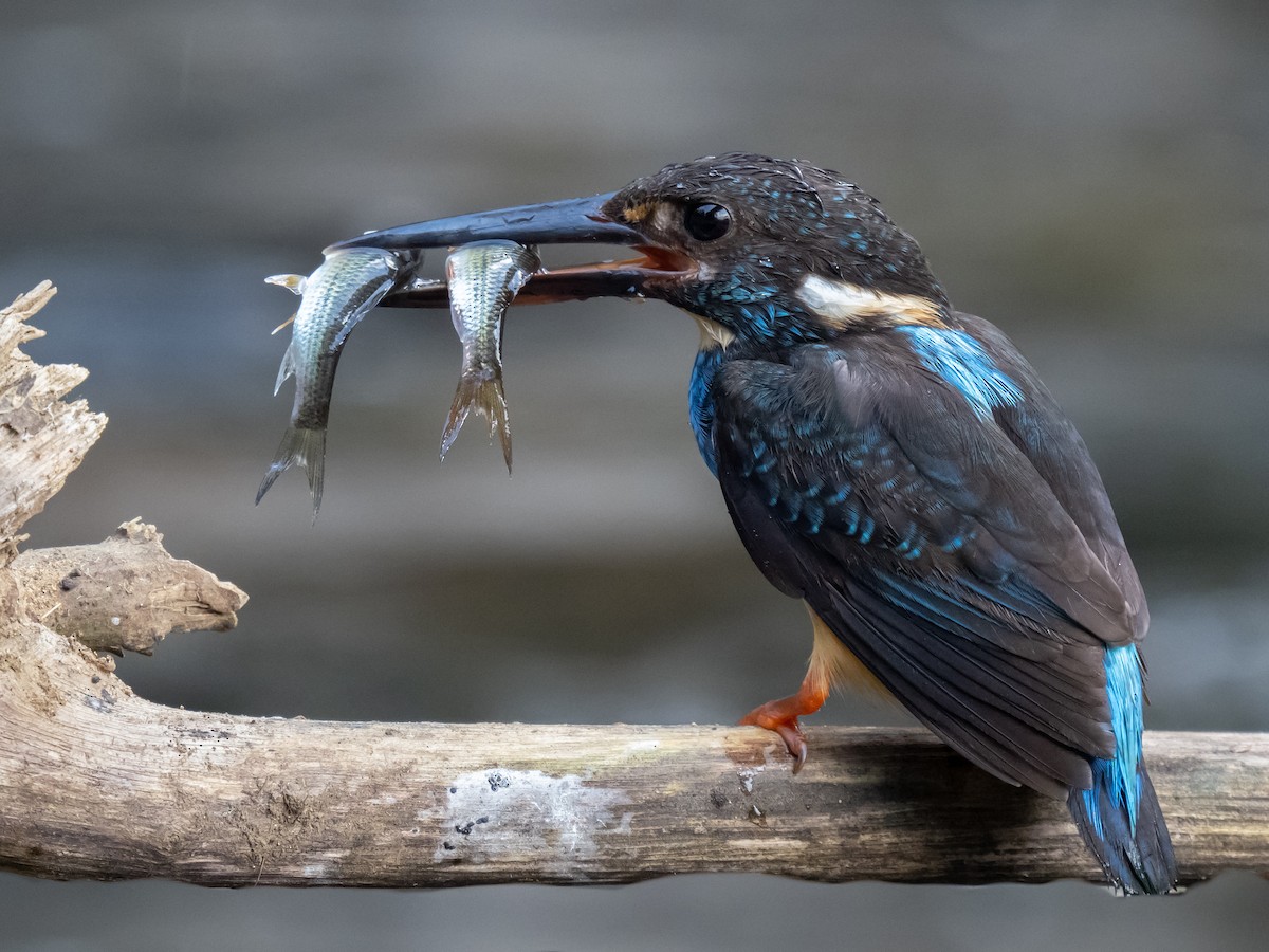 Javan Blue-banded Kingfisher - ML623867815