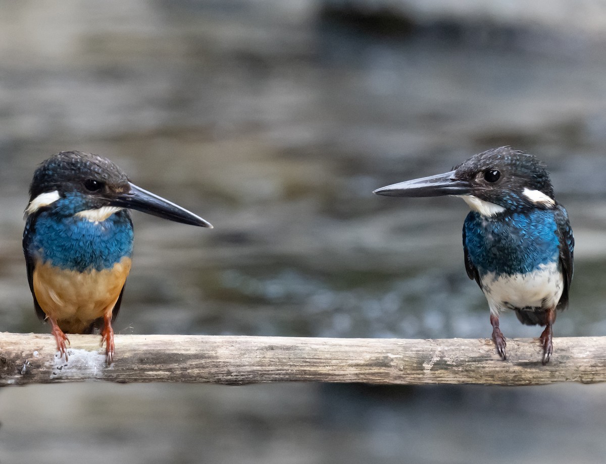 Javan Blue-banded Kingfisher - ML623867816