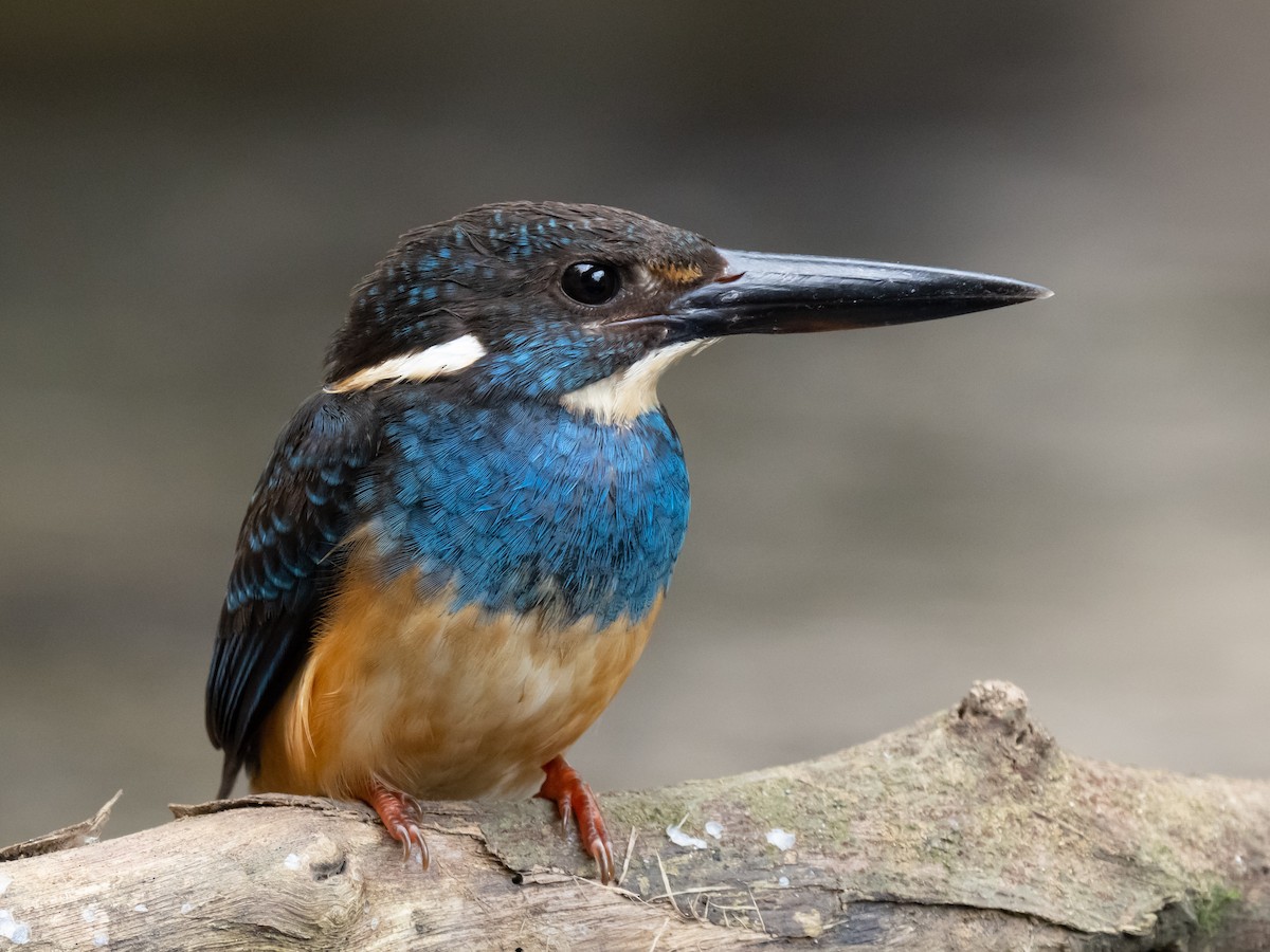 Javan Blue-banded Kingfisher - ML623867817