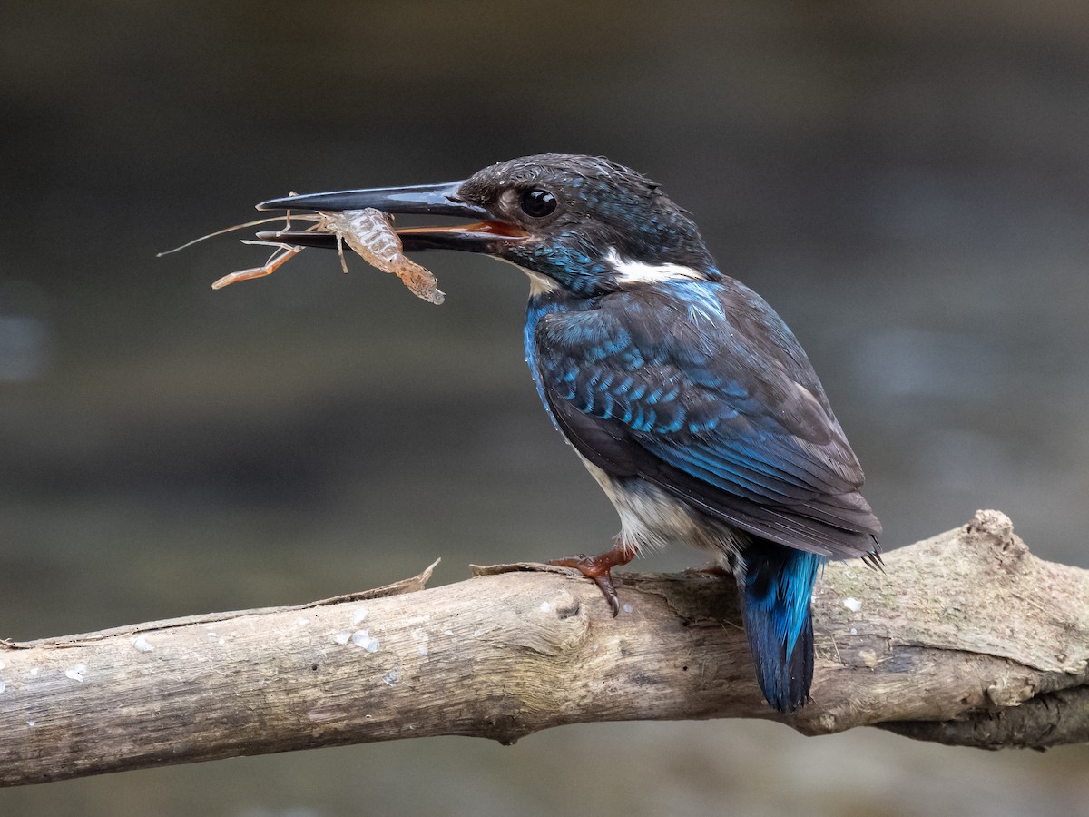 Javan Blue-banded Kingfisher - ML623867818