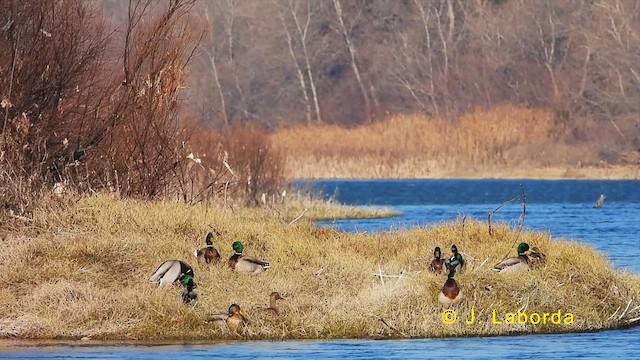 Canard colvert - ML623867819