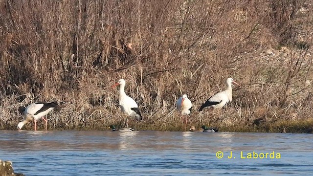 Cigogne blanche - ML623867820