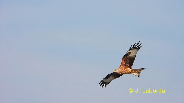 Red Kite - ML623867829