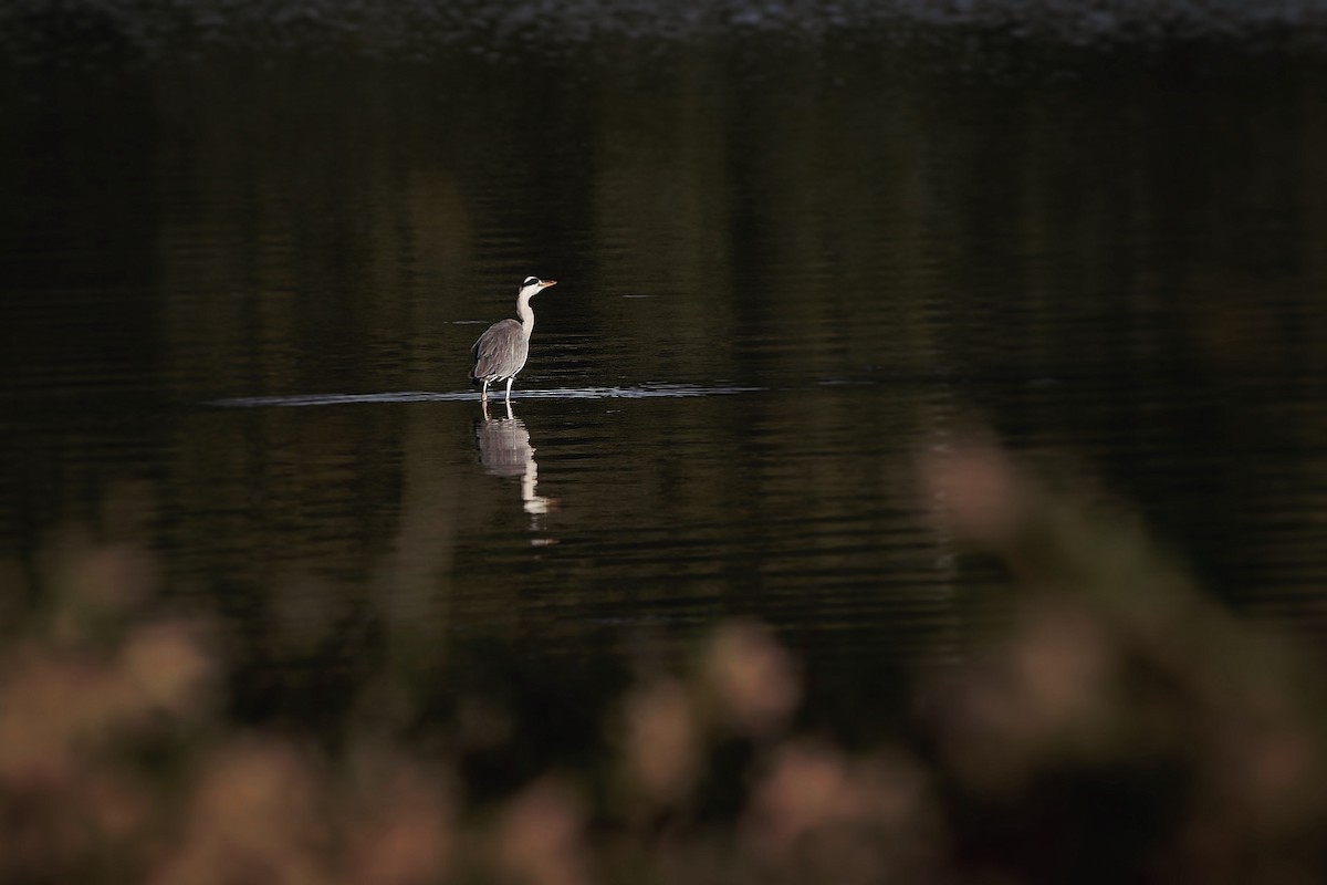 Gray Heron - Hideki Sekimoto