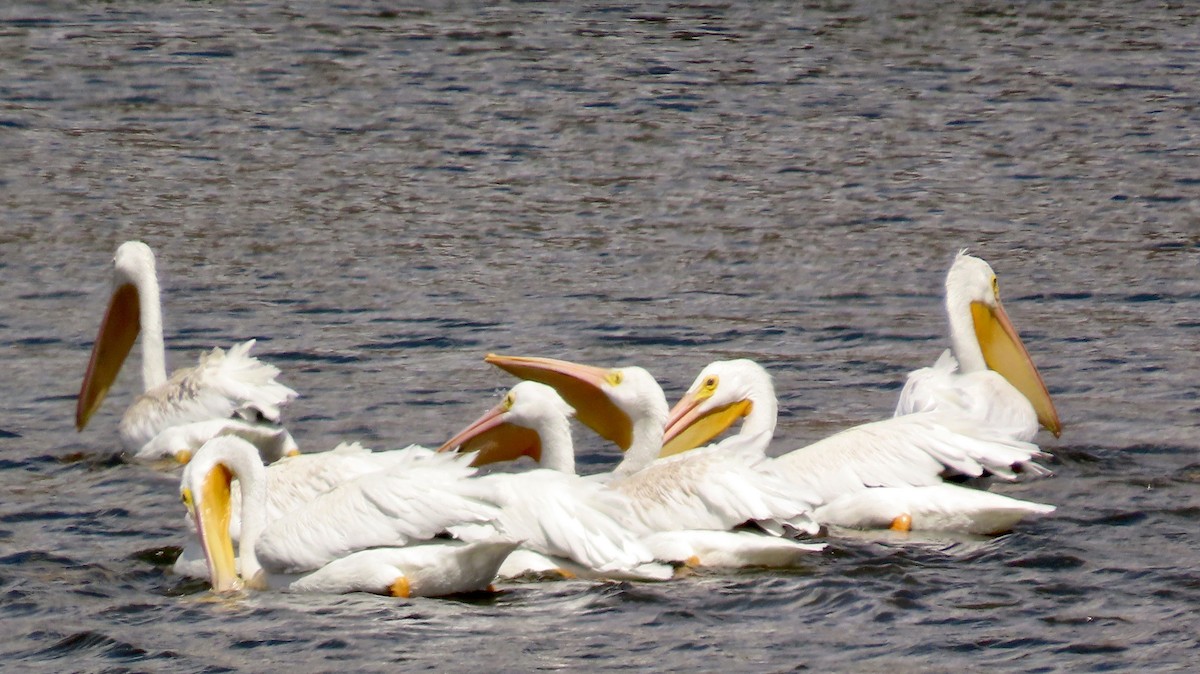 American White Pelican - ML623867837