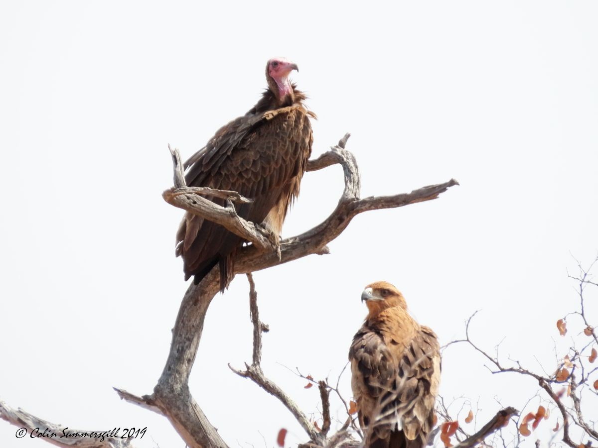 Hooded Vulture - ML623867855