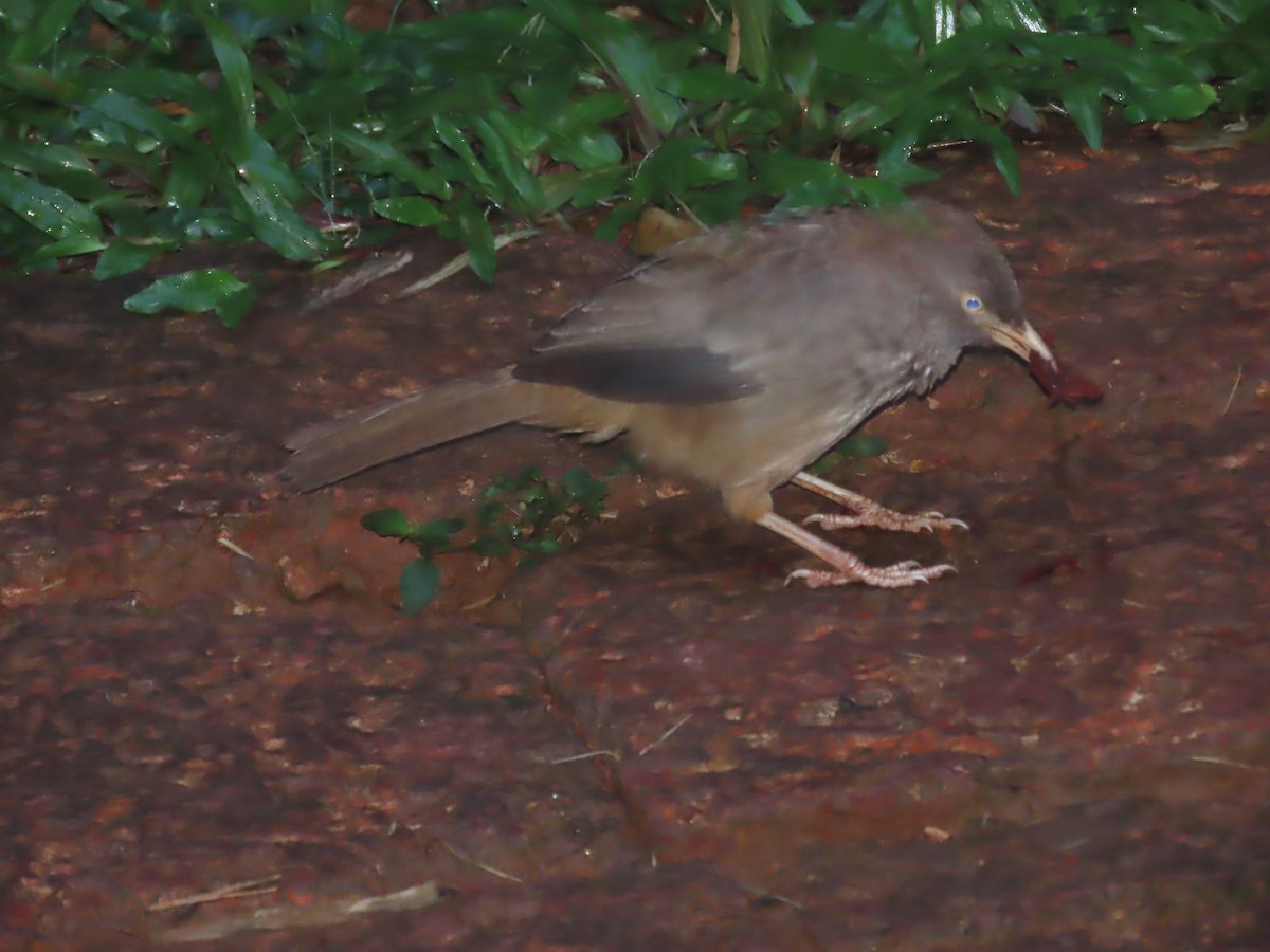 Jungle Babbler - ML623867871