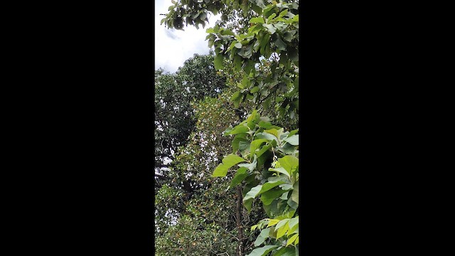 Great Hornbill - ML623867878