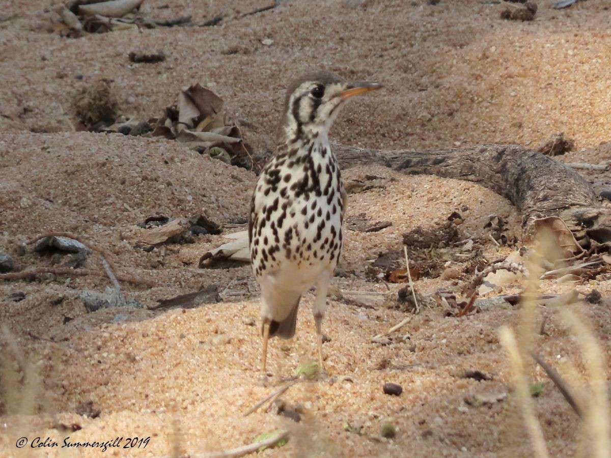 Groundscraper Thrush - ML623867881