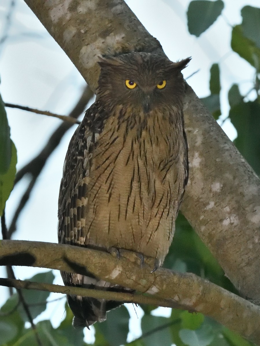 Brown Fish-Owl - ML623867915