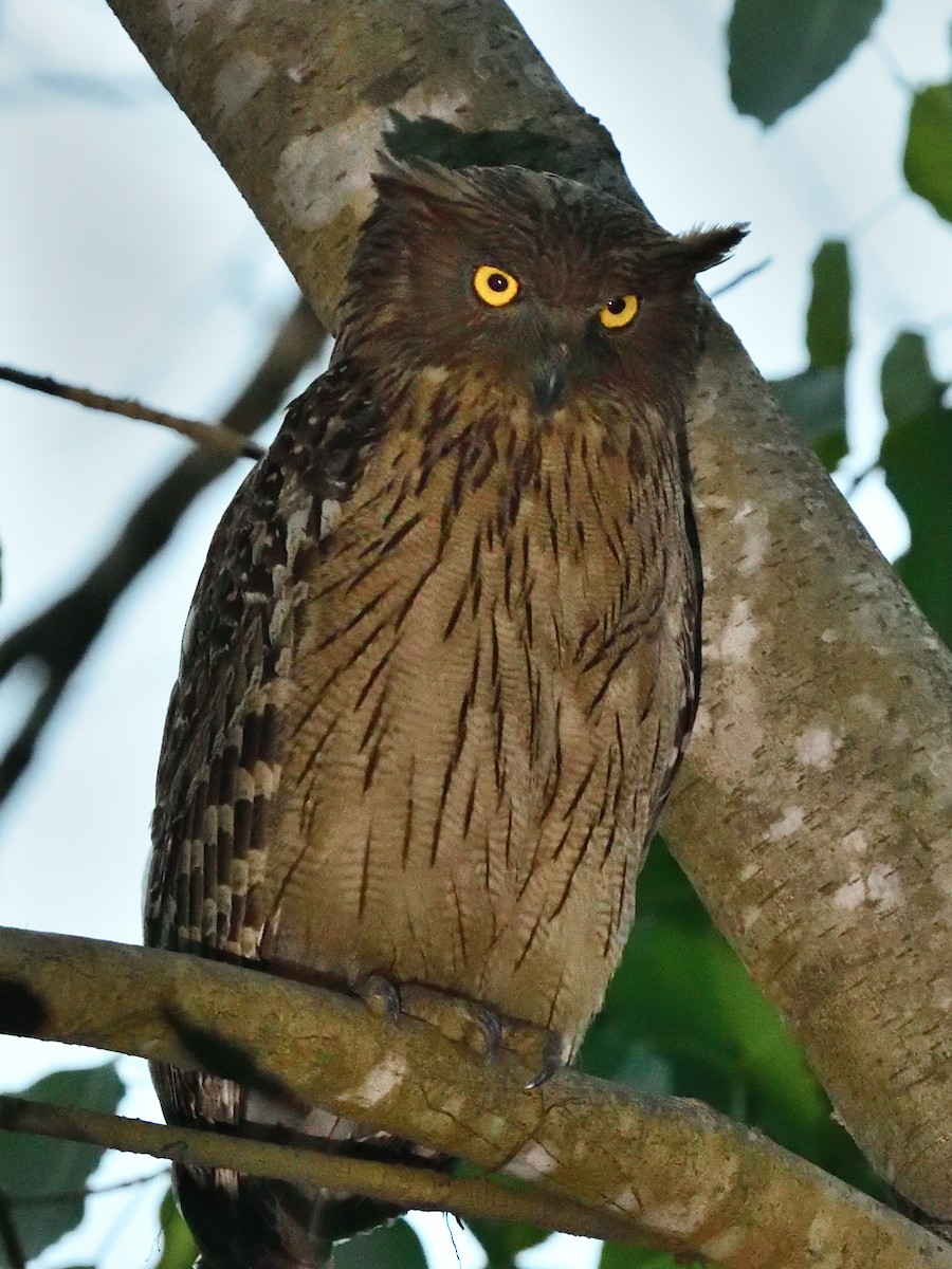 Brown Fish-Owl - ML623867916