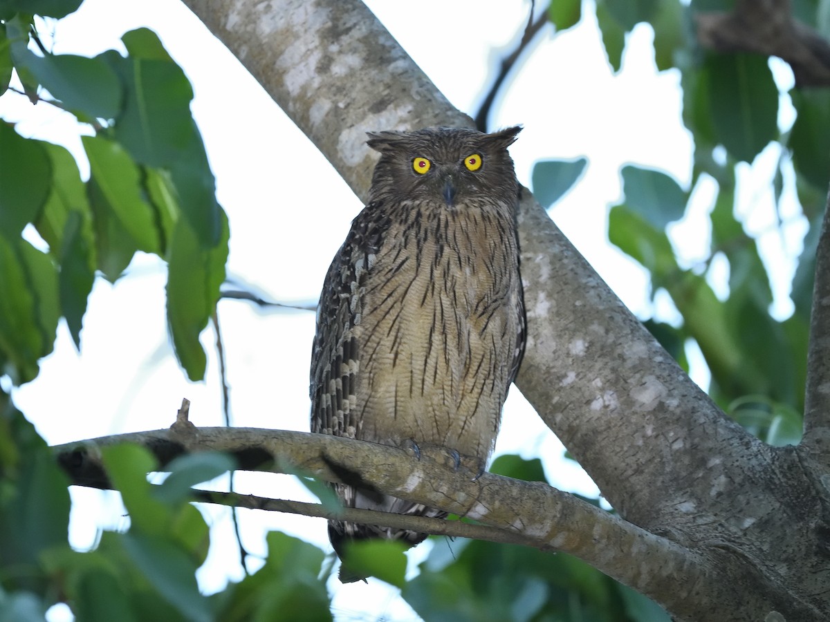 Brown Fish-Owl - ML623867917