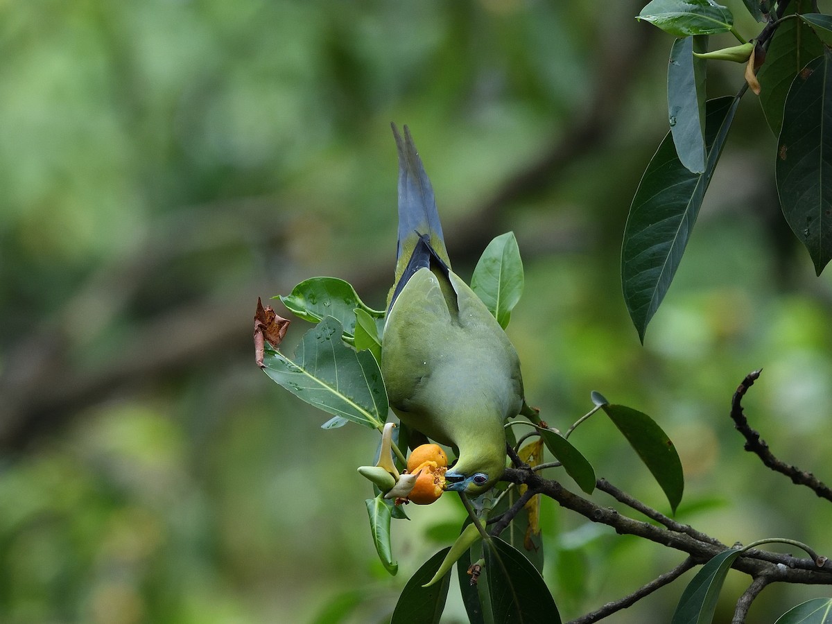 Pin-tailed Green-Pigeon - ML623867922