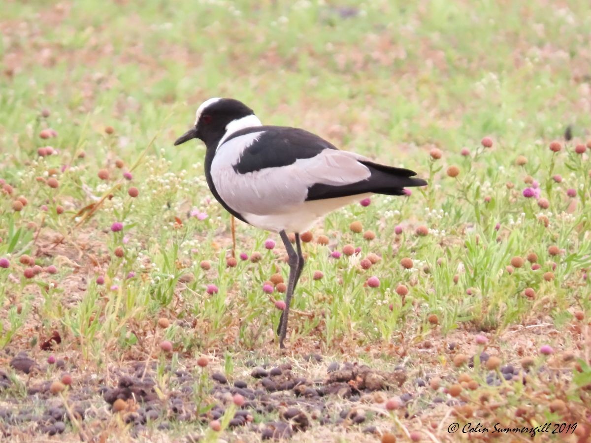 Blacksmith Lapwing - ML623867927