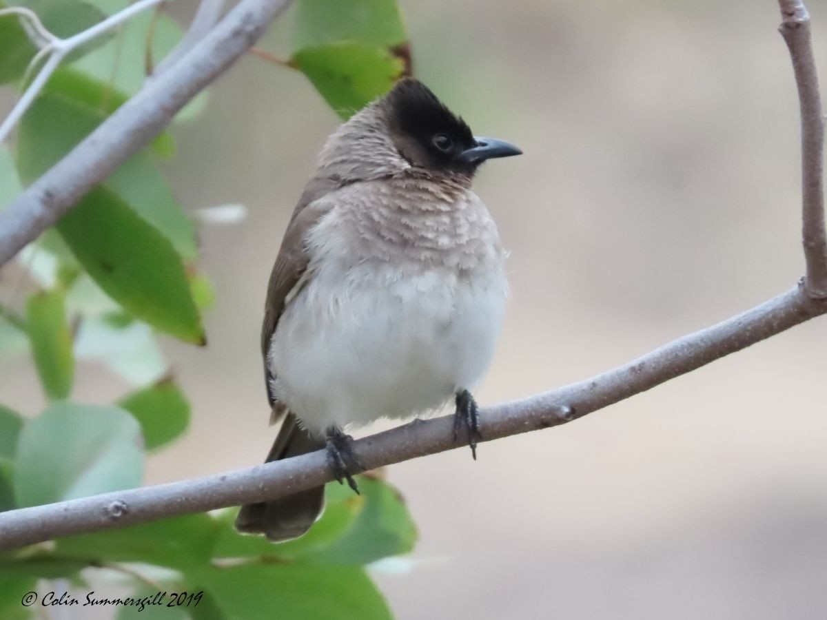 Common Bulbul (Dark-capped) - ML623867933