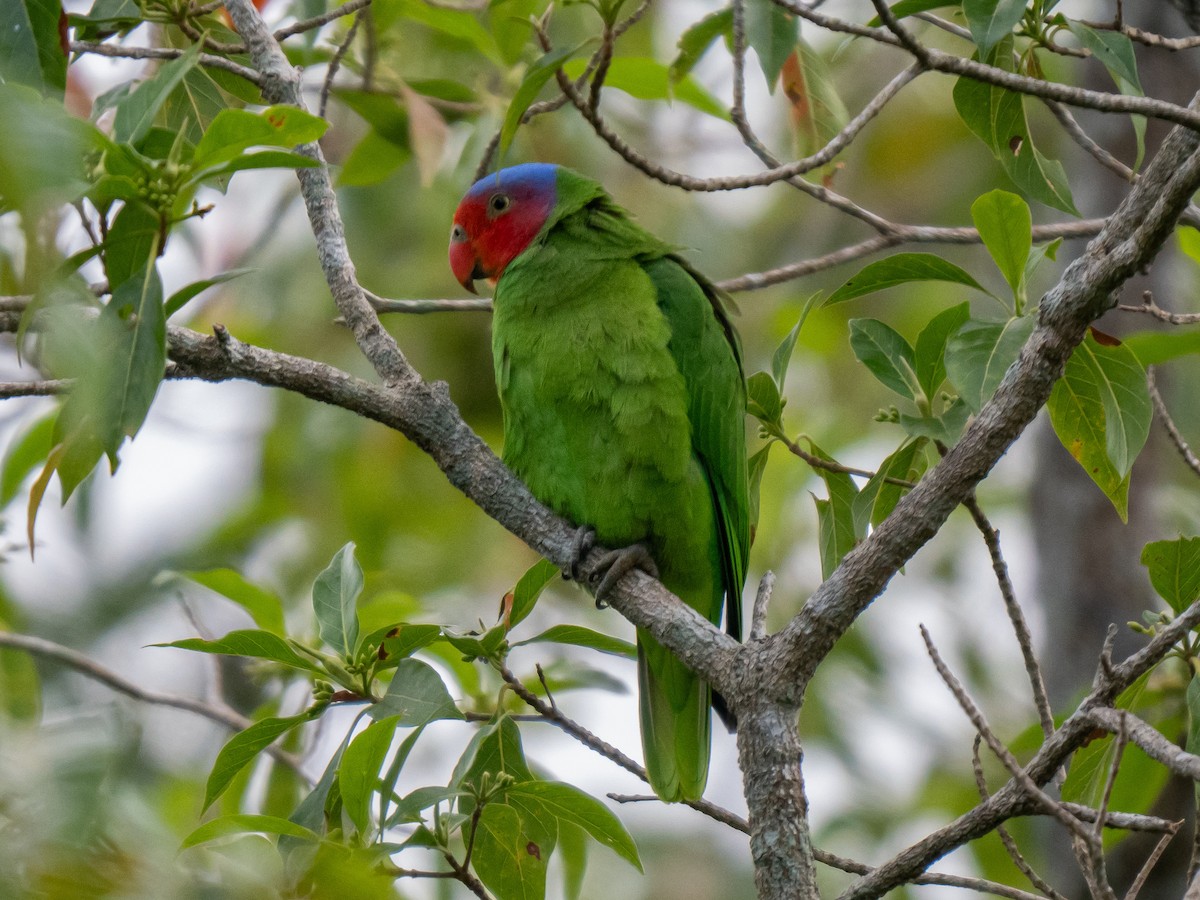 Red-cheeked Parrot - ML623867934