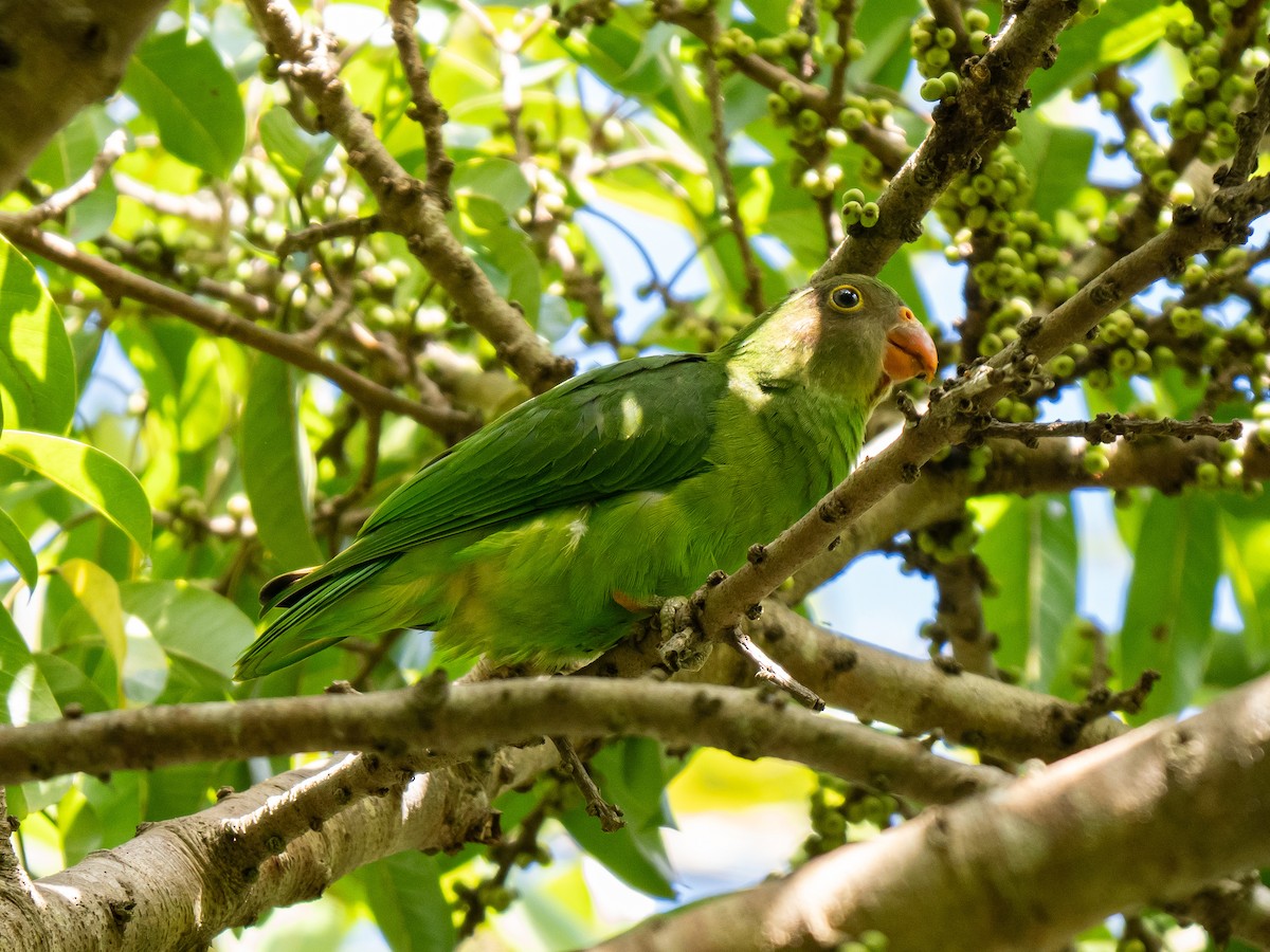 Red-cheeked Parrot - ML623867935