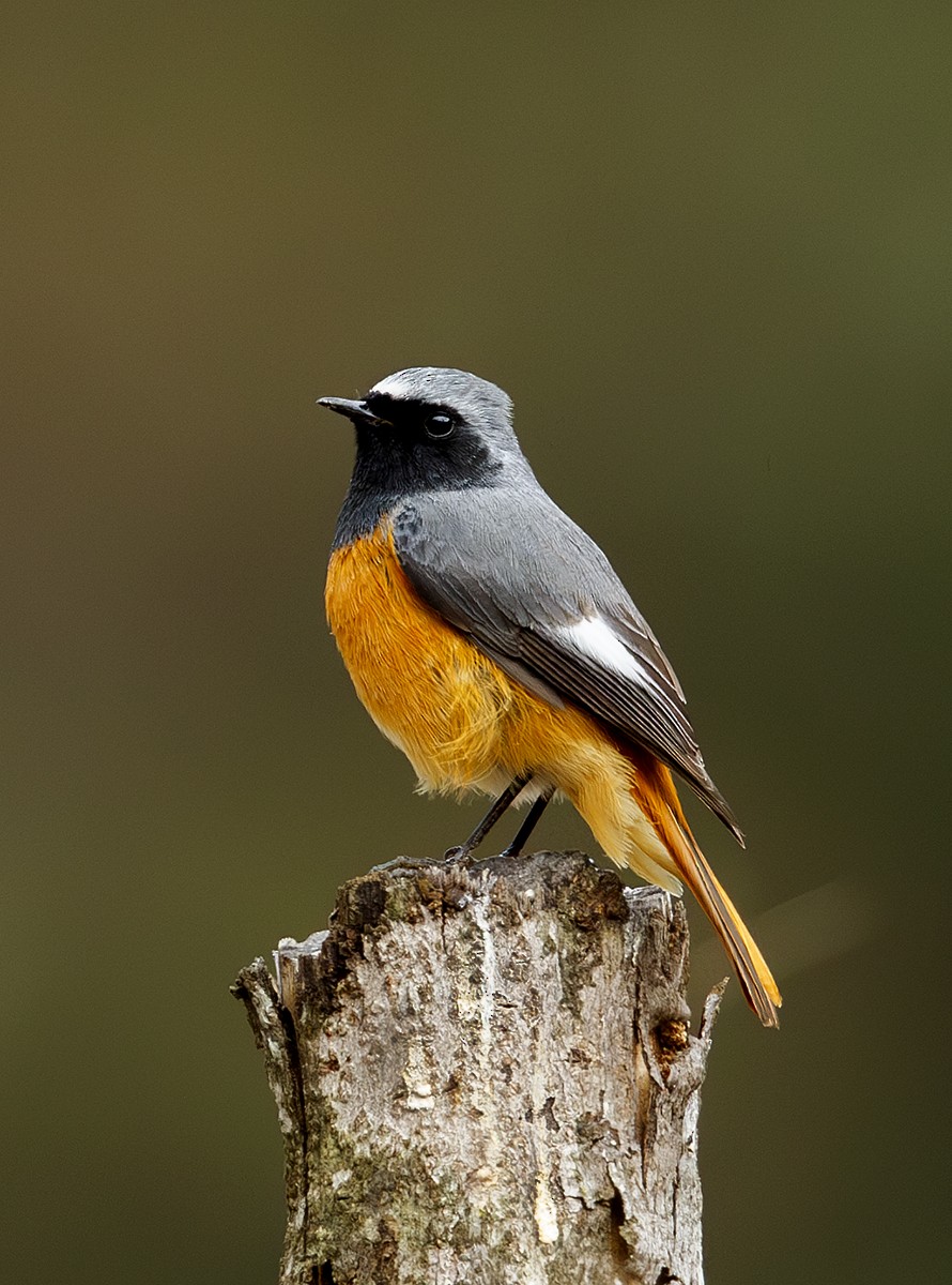 Hodgson's Redstart - ML623867949