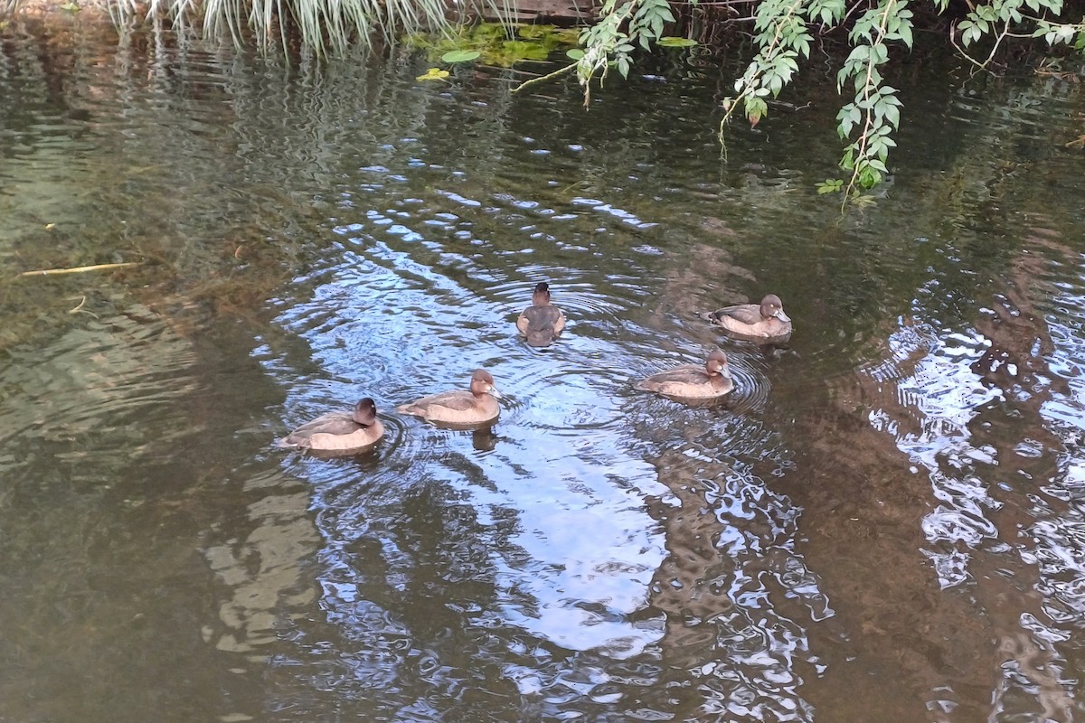 Tufted Duck - ML623868019