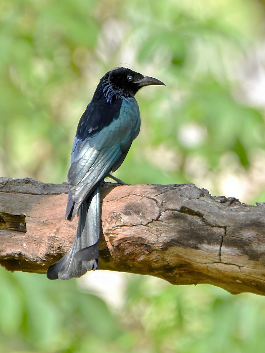 Hair-crested Drongo - ML623868029