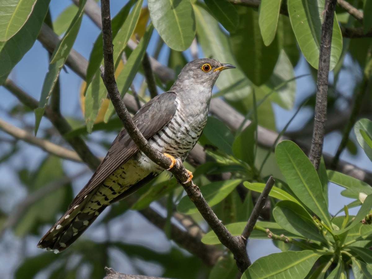 Madagascar Cuckoo - ML623868038