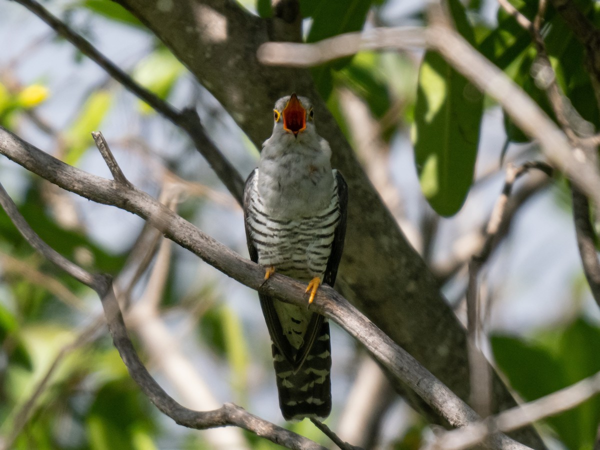 Madagascar Cuckoo - ML623868039