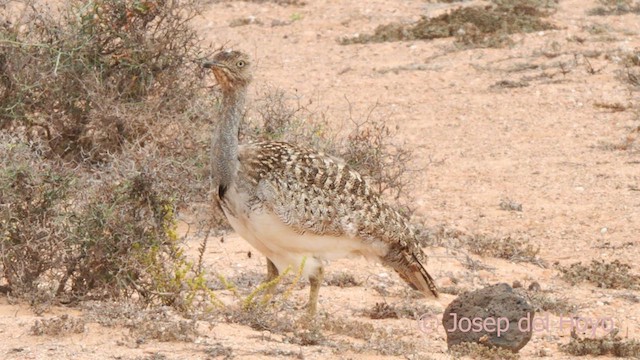 Saharakragentrappe (fuertaventurae) - ML623868041