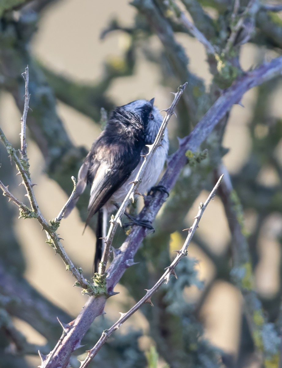 Long-tailed Tit - Mark Rose