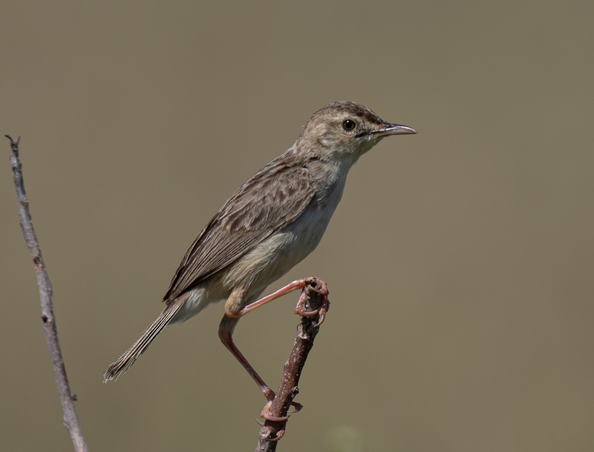 Madagascar Cisticola - ML623868050