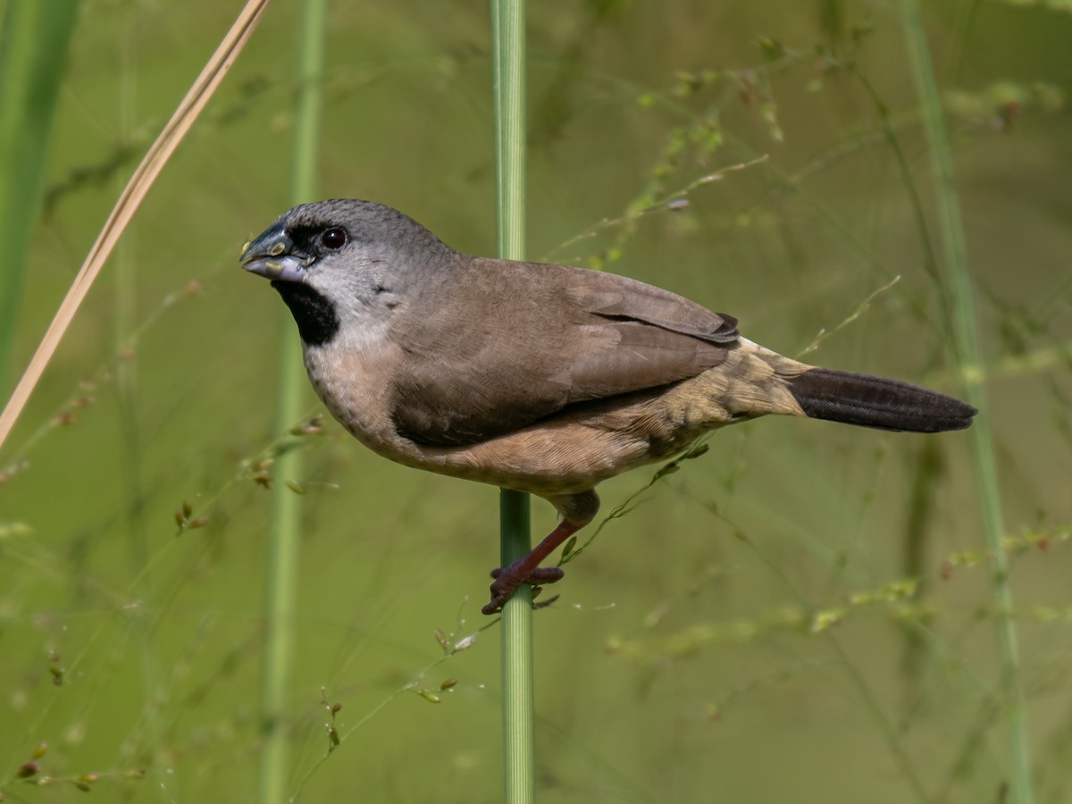 Madagascar Munia - ML623868057