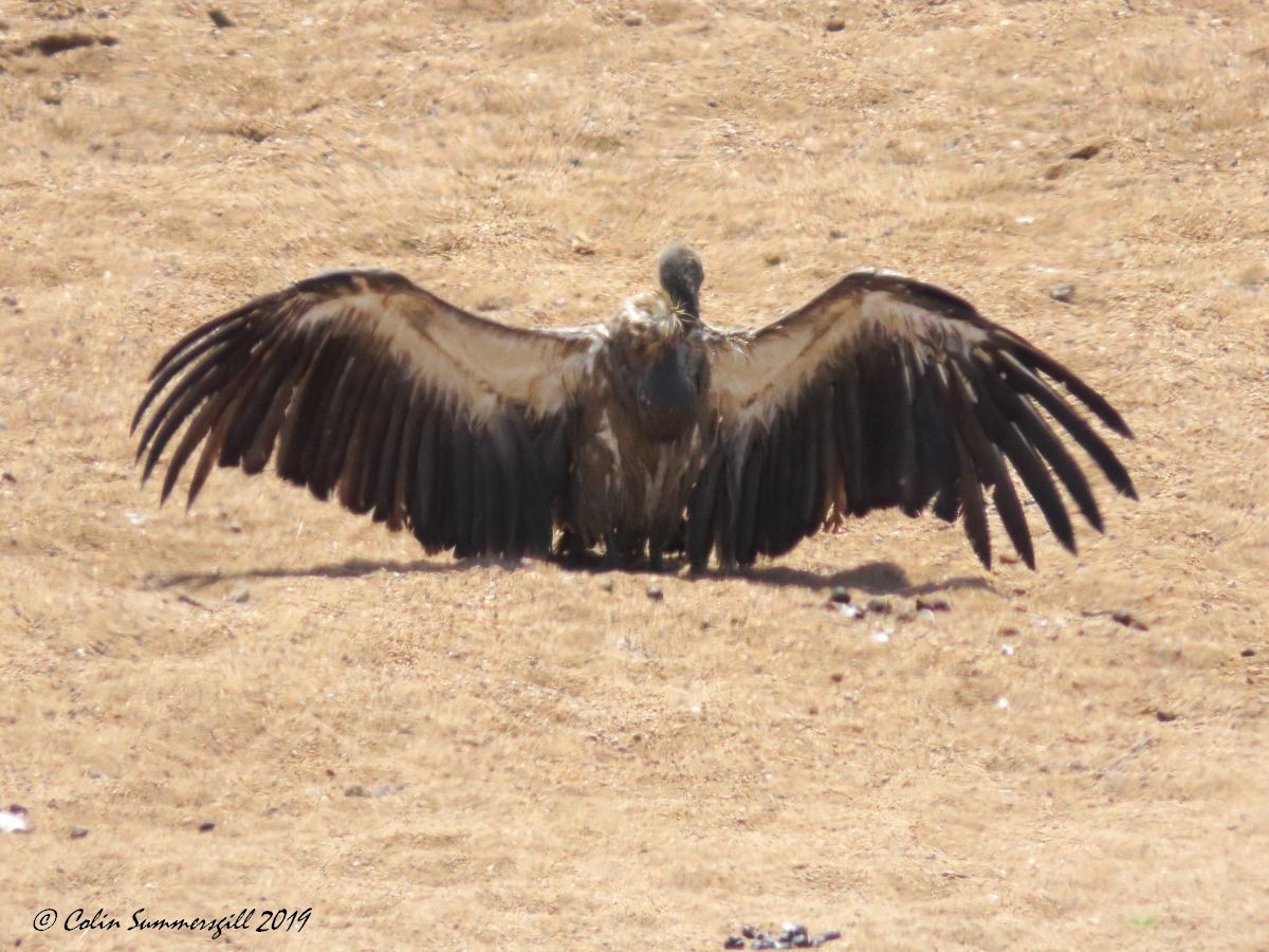 White-backed Vulture - ML623868059