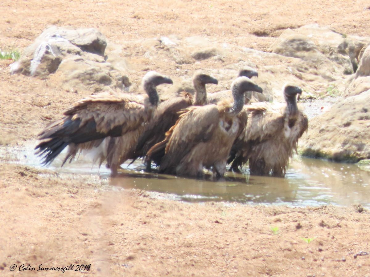 White-backed Vulture - ML623868060