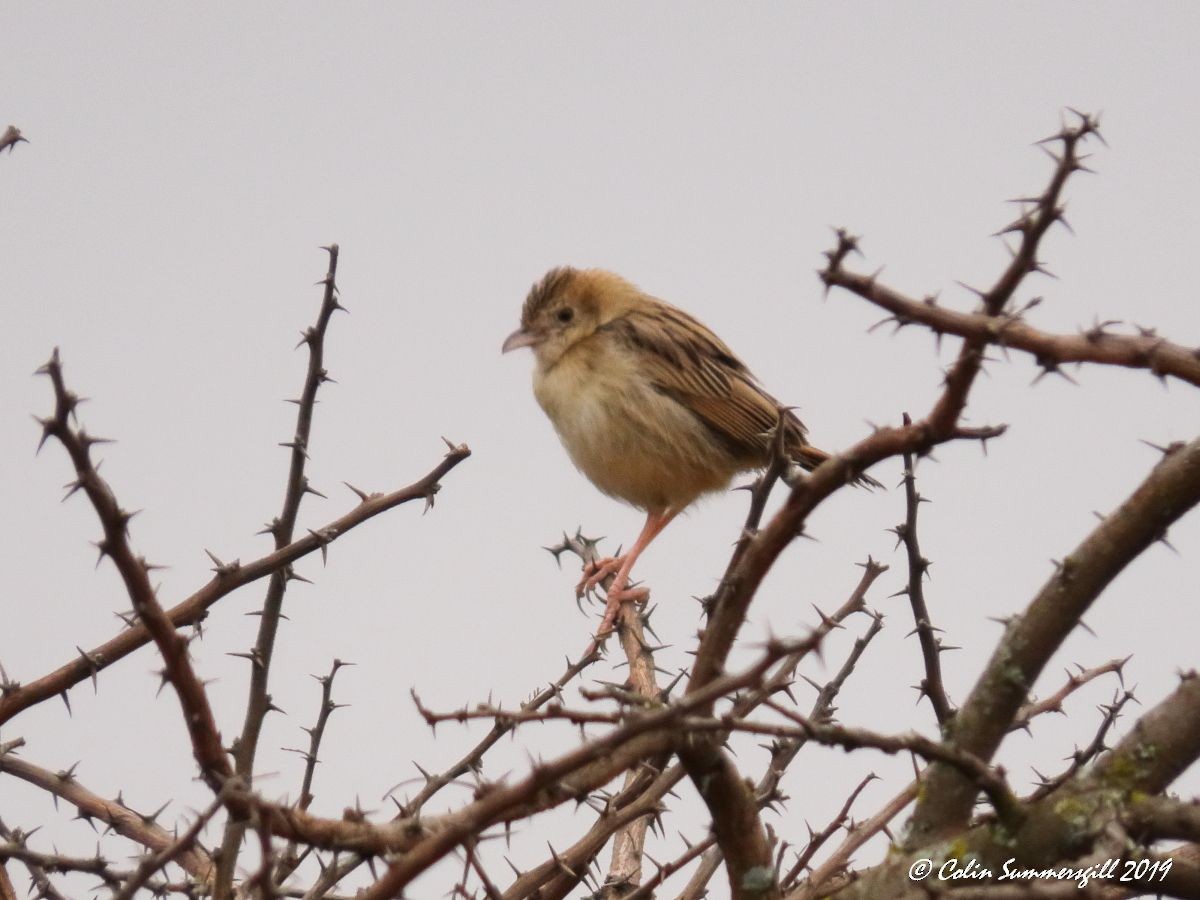 Croaking Cisticola - ML623868107