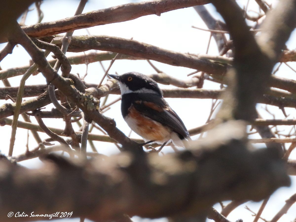 ムナグロセワタビタキ（capensis） - ML623868130