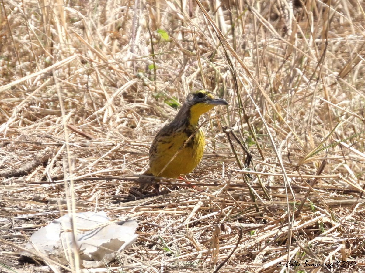 Yellow-throated Longclaw - ML623868144