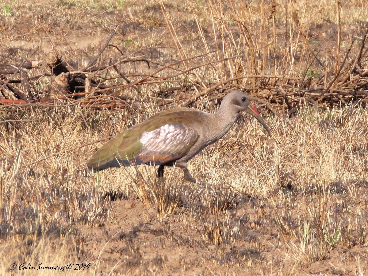 Ibis Hadada - ML623868153