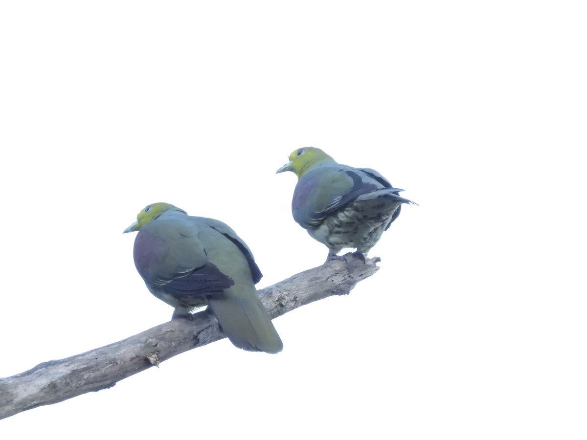 White-bellied Green-Pigeon - ML623868156