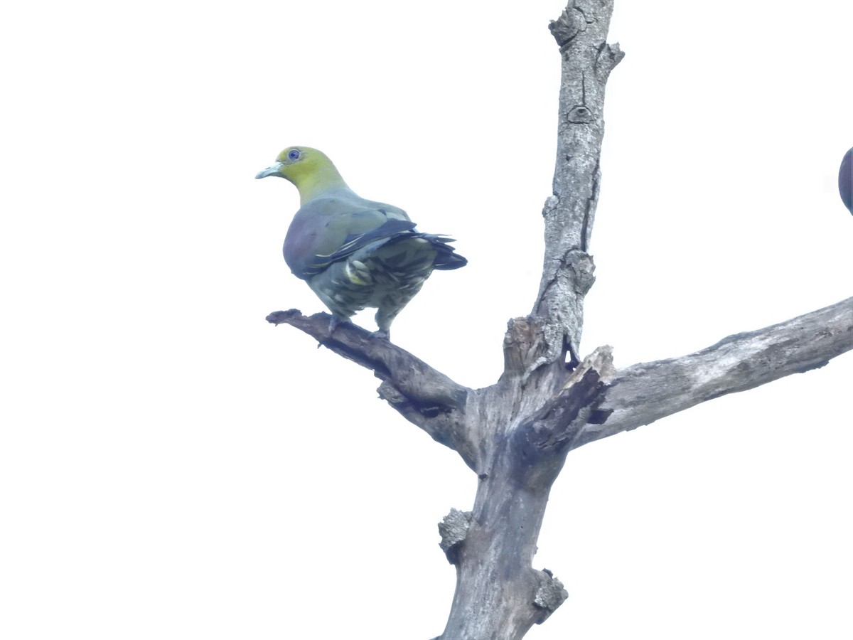 White-bellied Green-Pigeon - ML623868157