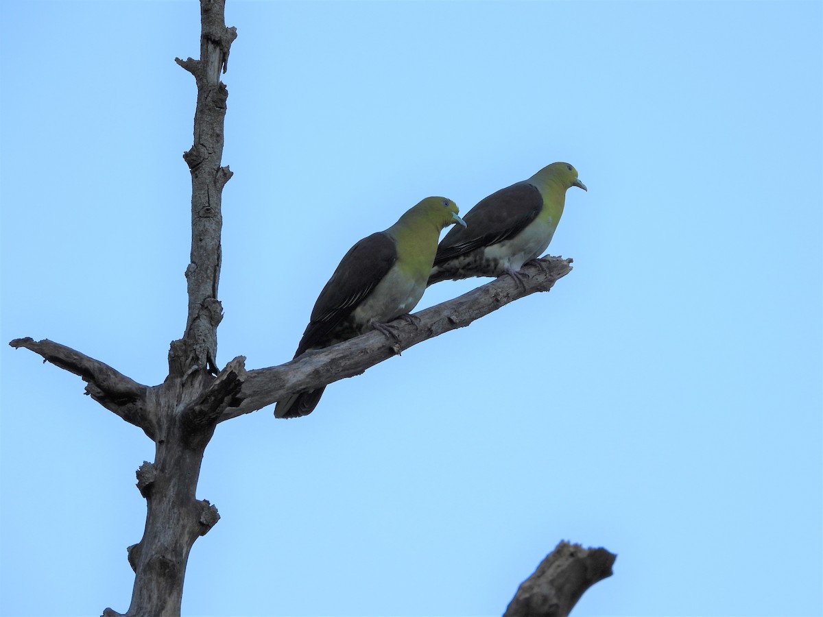 White-bellied Green-Pigeon - ML623868159