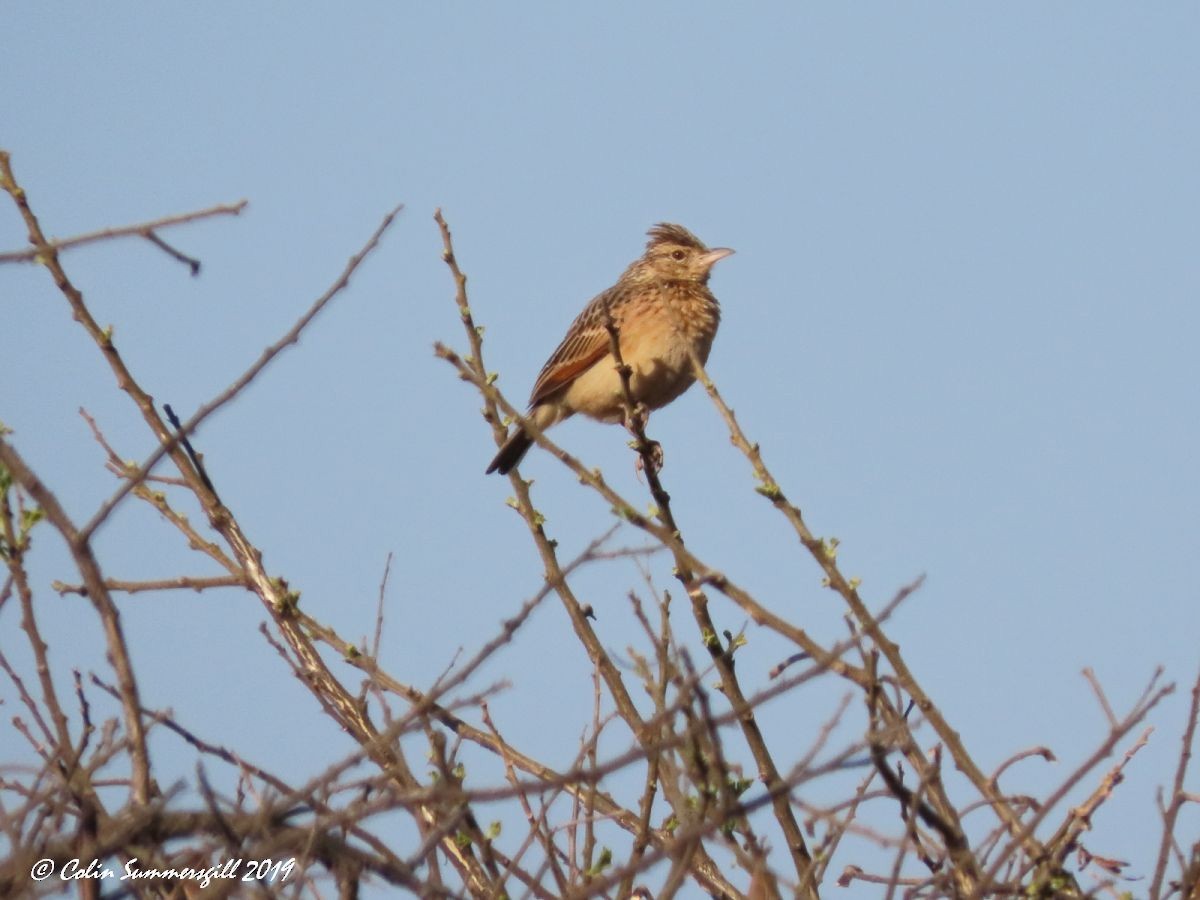 Rufous-naped Lark (Rufous-naped) - ML623868165