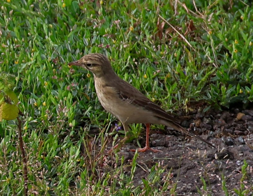 פפיון צהוב - ML623868170