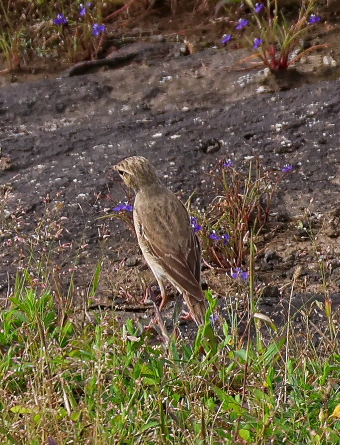 Tawny Pipit - ML623868171