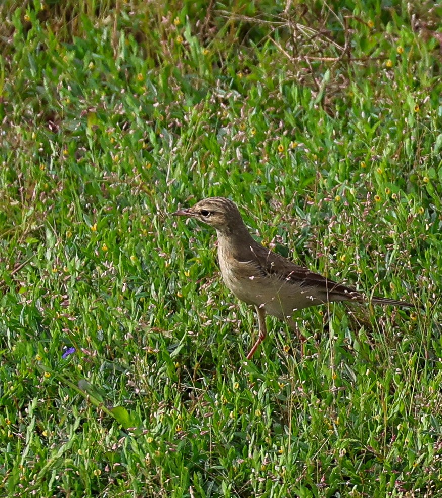 Tawny Pipit - ML623868172